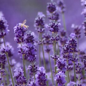 lavender