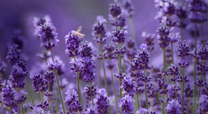 lavender